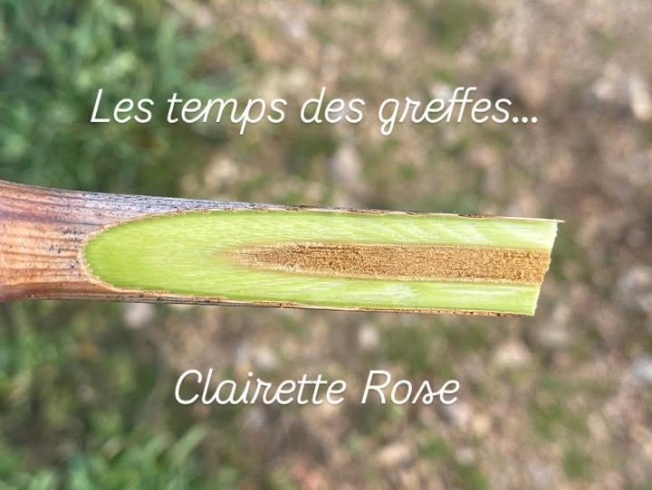 Le temps des greffes